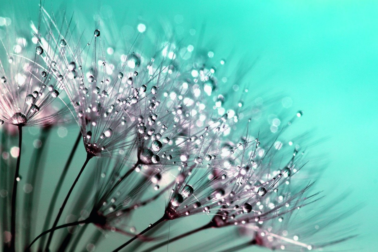 dandelion-ga862fd369_1280